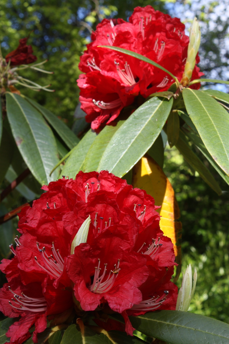 R. arboreum